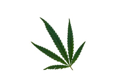 Beyaz arkaplanda yeşil kenevir yaprağı izole