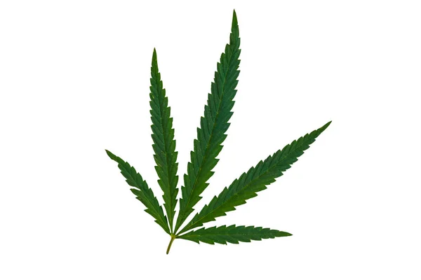 Foglia Cannabis Verde Isolata Sfondo Bianco — Foto Stock