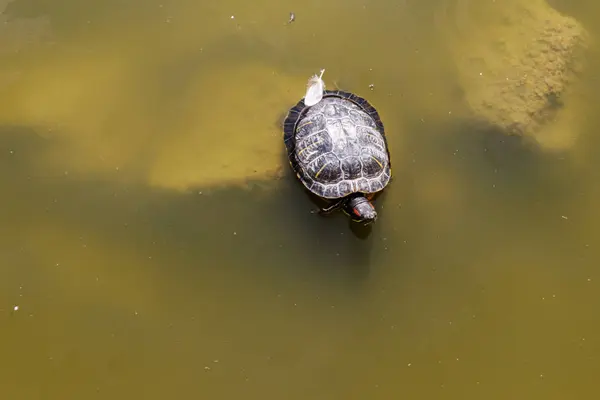 Europæisk Havskildpadde Emys Orbicularis - Stock-foto