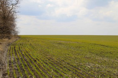 Baharda yeşil buğday filizleri.