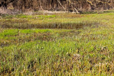 Çimenli bataklık ayakta su ile
