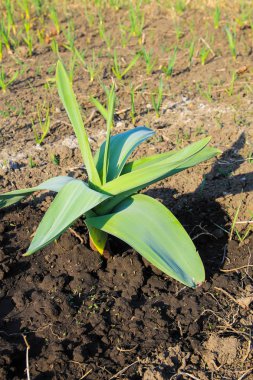 Kum pırasası (Allium scorodoprasum) veya rocambole ve Kore turşulu sarımsak, Avrasya 'da yaşayan yabani soğan türü.