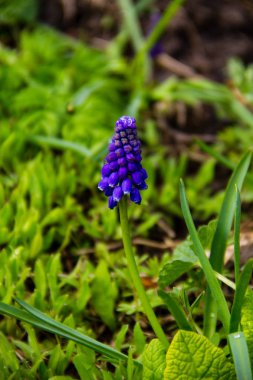 Muscari mavi üzüm sümbül çiçek bahçesinde