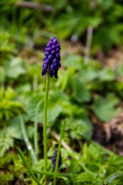 Muscari mavi üzüm sümbül çiçek bahçesinde
