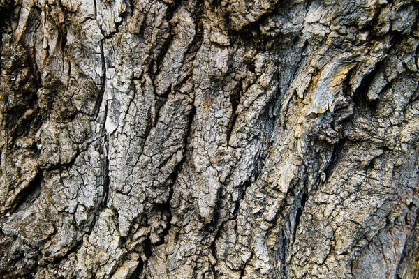 木の樹皮のテクスチャー 木材の背景 — ストック写真