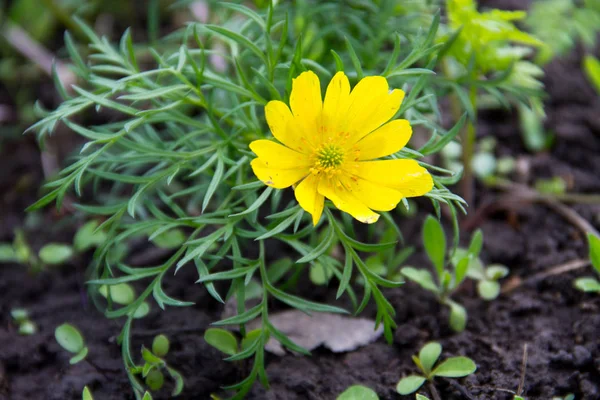 Fleur Adonis Jaune Dans Jardin Printemps — Photo