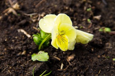 Flowerbed bahçede sarı homo çiçek (viyola tricolor)