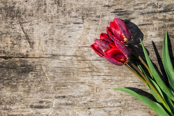 Tulipanes Rojos Sobre Fondo Rústico Madera Con Espacio Para Copiar — Foto de Stock