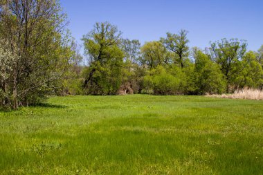 Yeşil çayır ve ağaçlarla kaplı ilkbahar manzarası