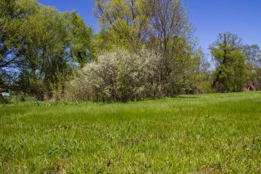 Yeşil çayır ve ağaçlarla kaplı ilkbahar manzarası