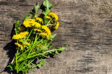 Rustik ahşap zemin üzerine sarı karahindiba çiçekler. Üstten Görünüm