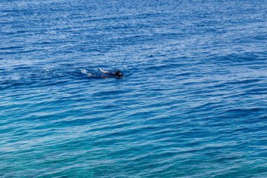 Red Sea'deki/daki mercan resif üzerinde şnorkel adam