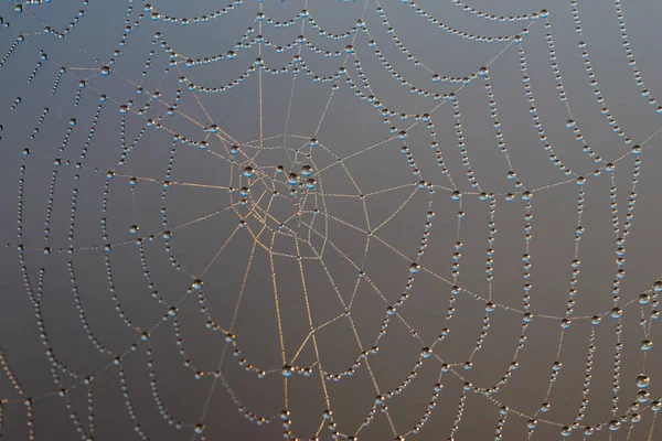 Spinnenweb met dauw druppels. Raagbol close-up — Stockfoto