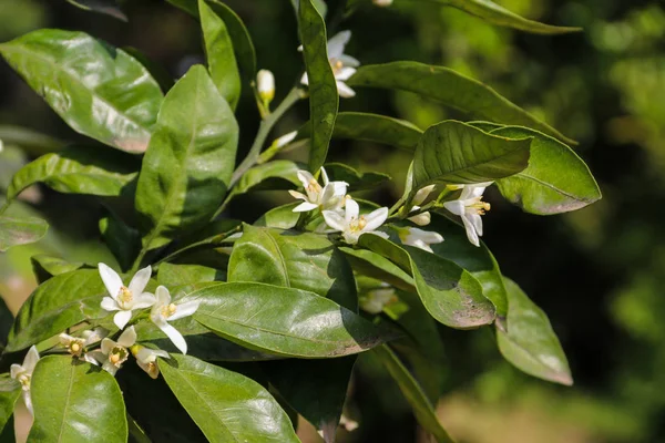 Flor branca de citrinos close-up — Fotografia de Stock