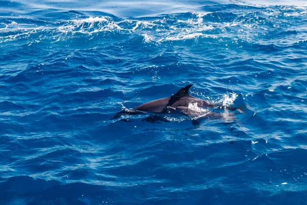 Delfines nadando en el Mar Rojo — Foto de Stock