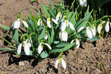 Beyaz kardelen çiçek (Galanthus nivalis)