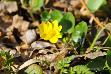 Çayırda sarı düğün çiçekleri
