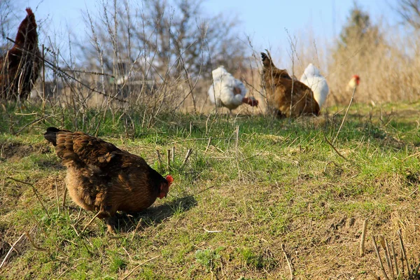 Hens on green grass — Stock Photo, Image