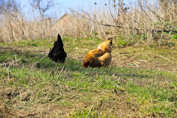 Hens on green grass — Stock Photo, Image