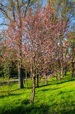 Güzel çiçek açan Japon kiraz ağacı - Sakura parkta