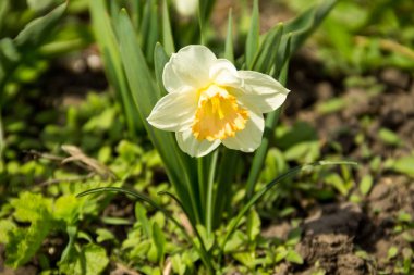Bahçede flowerbed güzel Narcissus