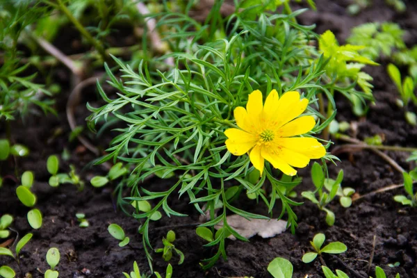 Fleur d'adonis jaune dans le jardin au printemps — Photo