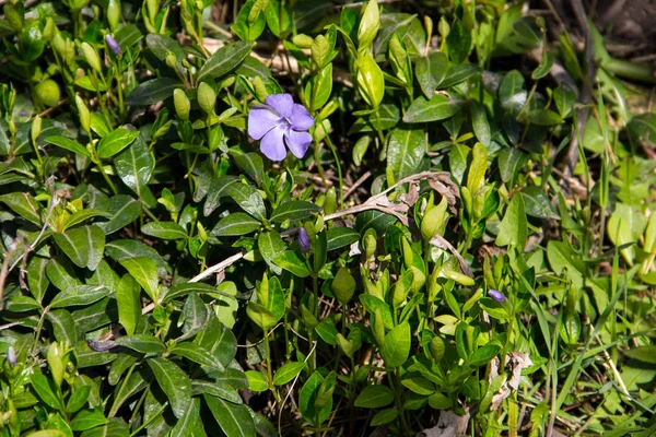 Kék télizöld (vinca minor) — Stock Fotó