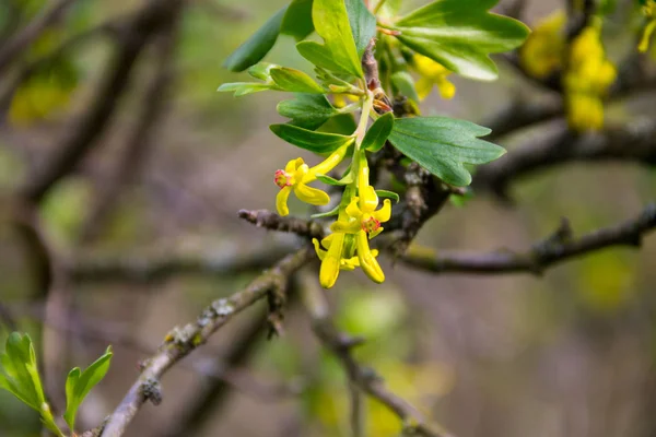 Желтый цвет смородины в саду — стоковое фото