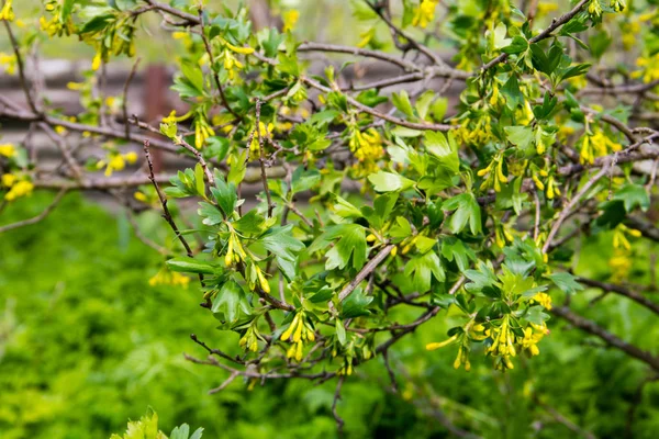 Flor amarela de passa de Corinto em jardim — Fotografia de Stock