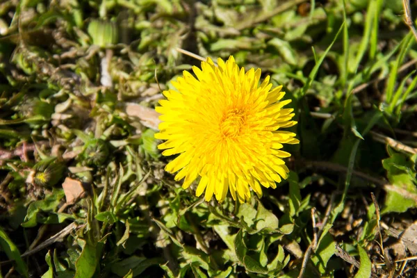 草地上的黄色蒲公英 — 图库照片