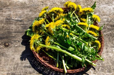 Sepette rustik ahşap zemin üzerine sarı karahindiba çiçekler. 