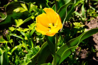 Flowerbed bahçesinde üzerinde sarı laleler