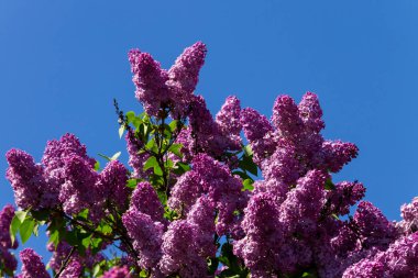 Bir Bush mor eflatun çiçekler