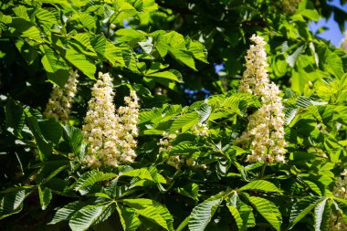 Kestane ağacının çiçek açan dalları (Aesculus hippocastanum)