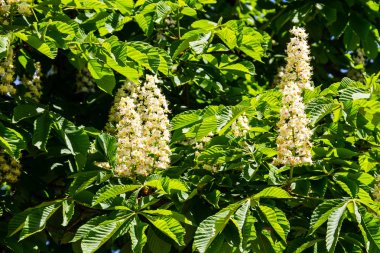 Kestane ağacının çiçek açan dalları (Aesculus hippocastanum)
