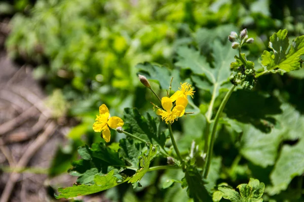 Celidônia (chelidonium majus) — Fotografia de Stock