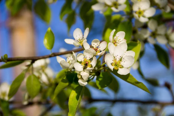 Branch of blossoming pear tree closeup — Stock Photo, Image