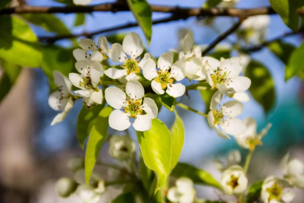 Branch of blossoming pear tree closeup — Stock Photo, Image