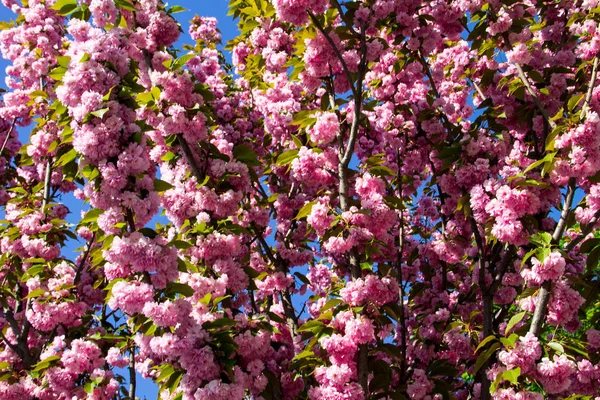 Détail du cerisier japonais à fleurs roses - Sakura — Photo