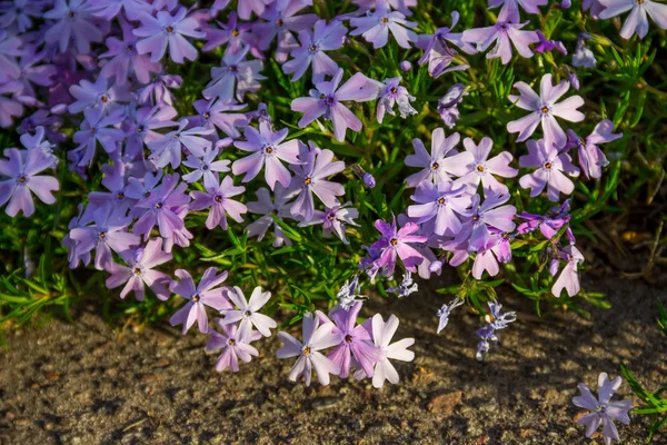 Sürünen phlox (Phlox subulata) veya yosun phlox flowerbed üzerinde