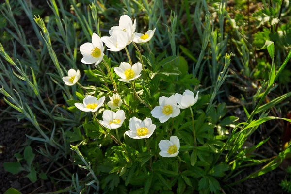 Virágok fehér fa virágállatok (Anemone nemorosa) — Stock Fotó