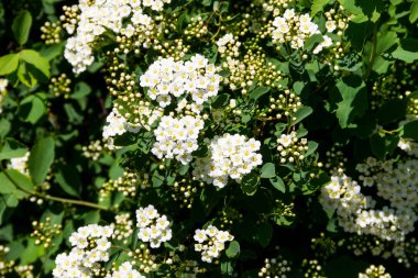 Beyaz çiçekli çalı erkeçsakalı aguta (gelinler çelenk)