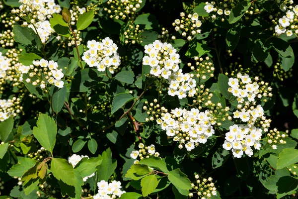 Fehér virágos cserje Spirea aguta (menyasszony-koszorút) — Stock Fotó