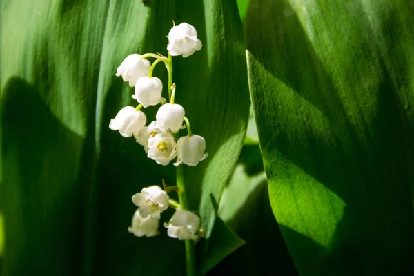 Lily dari lembah (Convallaria majalis) bunga putih di kebun — Stok Foto