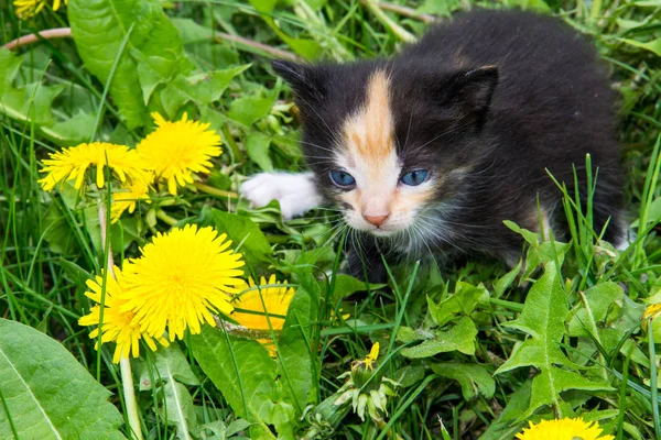 Kleines Kätzchen in gelben Löwenzahnblüten — Stockfoto