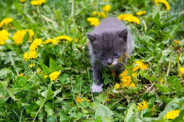 Gatito pequeño en flores de diente de león amarillo — Foto de Stock