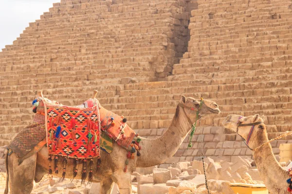 Dwa wielbłądy na Gizy piramidy tło — Zdjęcie stockowe