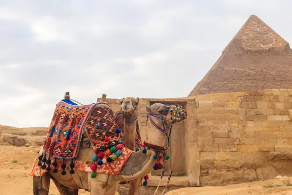 Dos camellos en el fondo de la pirámide de Giza — Foto de Stock