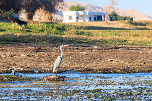 Nehir kıyısında gri balıkçıl (Ardea cinerea) — Stok fotoğraf