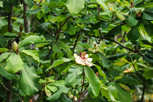 Lindas flores de Magnolia grandiflora — Fotografia de Stock